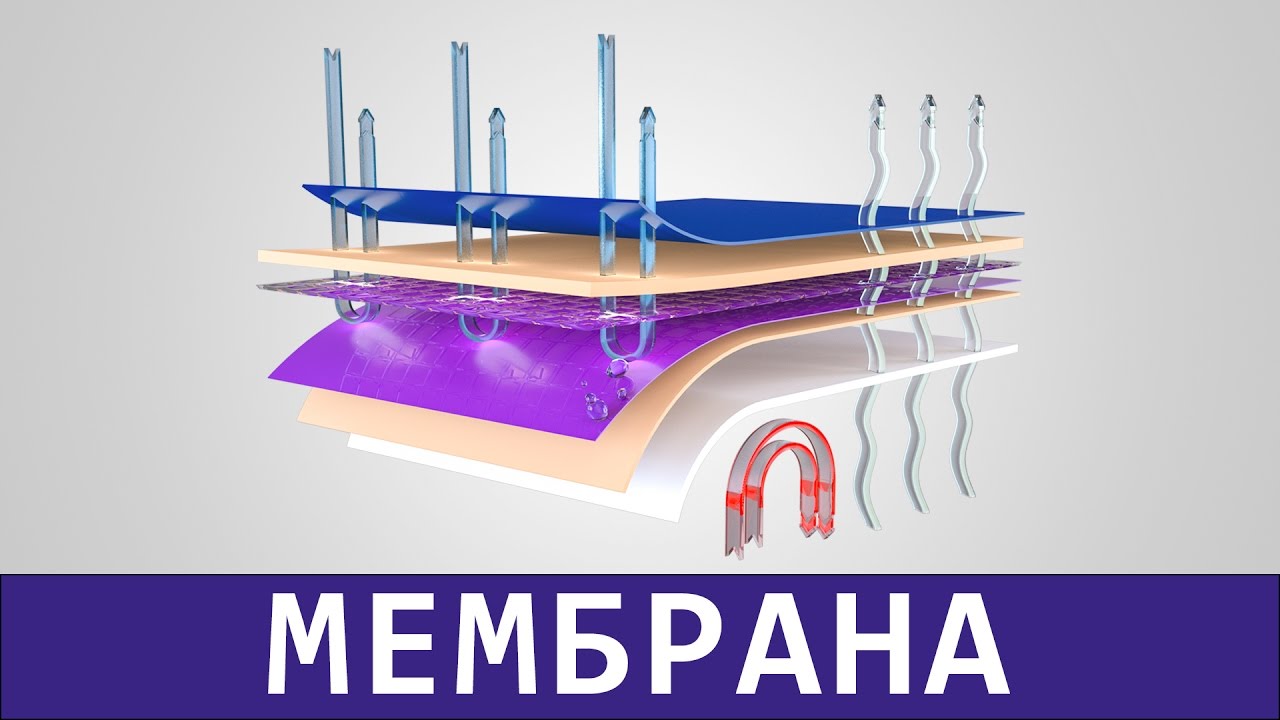 структура мембраны